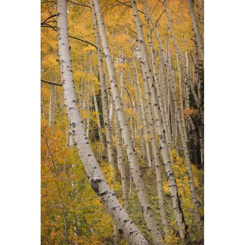 Colorado, San Juan NF Autumn-colored aspen trees Gold Ornate Wood Framed Art Print with Double Matting by Grall, Don