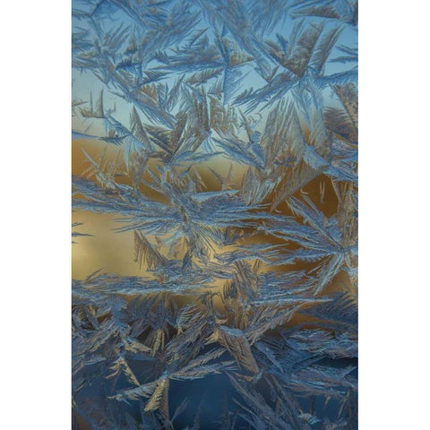USA, Colorado, Denver Frost on a window Black Modern Wood Framed Art Print by Illg, Cathy and Gordon