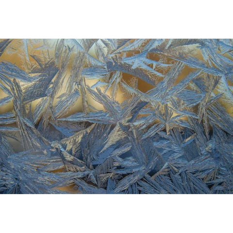 USA, Colorado, Denver Frost on a window Black Modern Wood Framed Art Print by Illg, Cathy and Gordon
