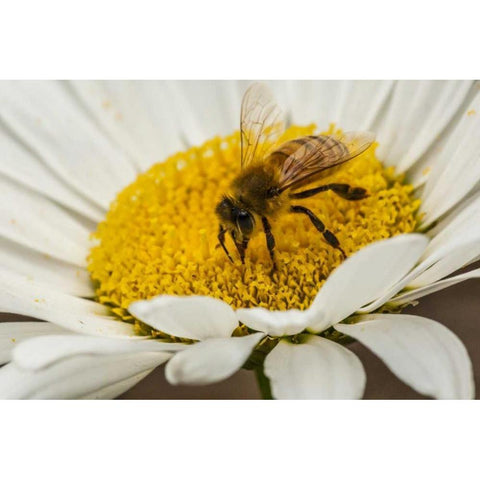 Colorado, Jefferson Co Honey bee on daisy Black Modern Wood Framed Art Print by Illg, Cathy and Gordon