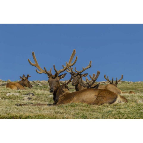 Colorado, Rocky Mountain NP Bull elks resting Black Modern Wood Framed Art Print with Double Matting by Illg, Cathy and Gordon