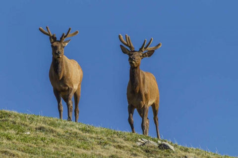 Colorado, Rocky Mountain NP Bull elks on ridge White Modern Wood Framed Art Print with Double Matting by Illg, Cathy and Gordon