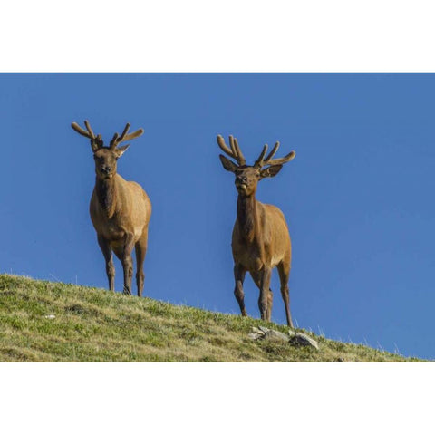 Colorado, Rocky Mountain NP Bull elks on ridge Black Modern Wood Framed Art Print by Illg, Cathy and Gordon
