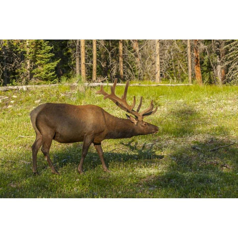Colorado, Rocky Mountain NP Bull elk in field Black Modern Wood Framed Art Print by Illg, Cathy and Gordon