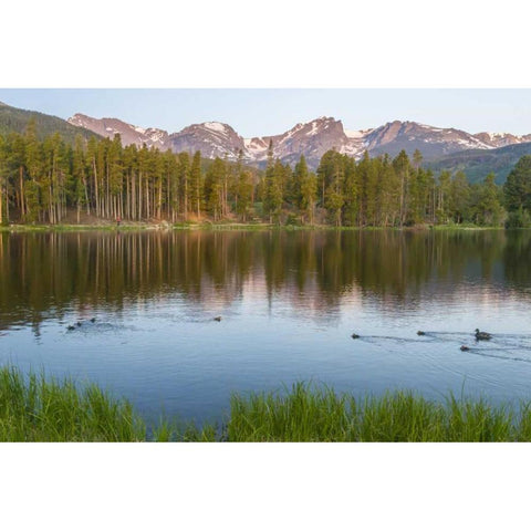 Colorado, Rocky Mountains Ducks on Sprague Lake Black Modern Wood Framed Art Print with Double Matting by Illg, Cathy and Gordon
