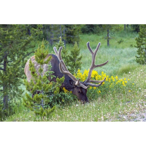 Colorado, Rocky Mountain NP Bull elk grazing Black Modern Wood Framed Art Print by Illg, Cathy and Gordon