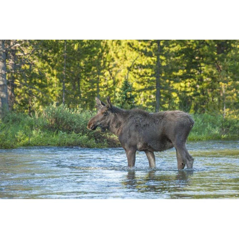 CO, Rocky Mts Male moose crossing Colorado River Black Modern Wood Framed Art Print by Illg, Cathy and Gordon