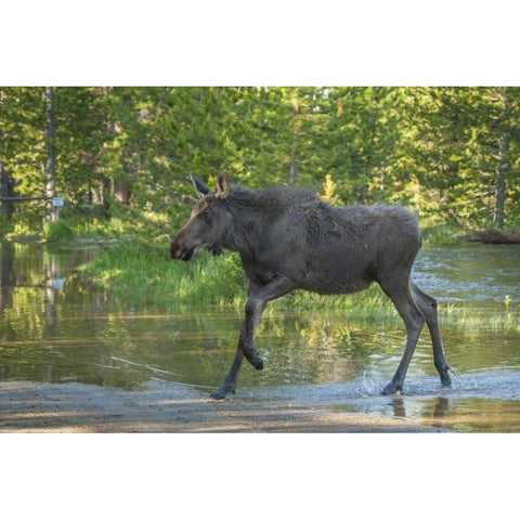 CO, Rocky Mts Male moose crossing Colorado River Black Modern Wood Framed Art Print by Illg, Cathy and Gordon