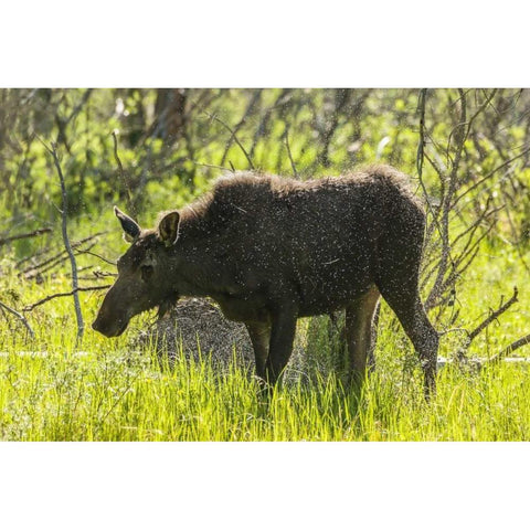 Colorado, Rocky Mts Moose shaking off water Black Modern Wood Framed Art Print by Illg, Cathy and Gordon