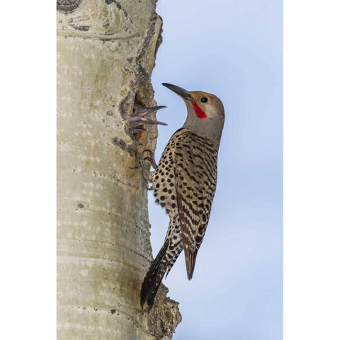 CO, Rocky Mts Red-shafted flicker by nest Black Modern Wood Framed Art Print by Illg, Cathy and Gordon