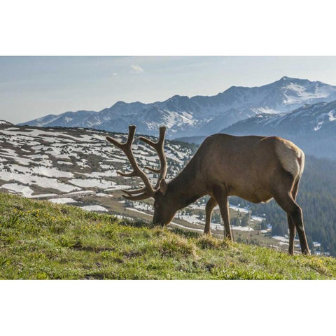 Colorado, Rocky Mountain NP Bull elk grazing Black Modern Wood Framed Art Print by Illg, Cathy and Gordon