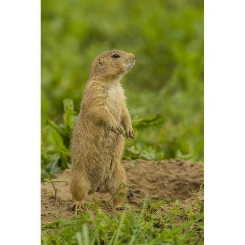 CO, Rocky Mt Arsenal Prairie dog on den mound White Modern Wood Framed Art Print by Illg, Cathy and Gordon