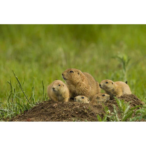 CO, Rocky Mountain Arsenal Prairie dog family Black Modern Wood Framed Art Print by Illg, Cathy and Gordon