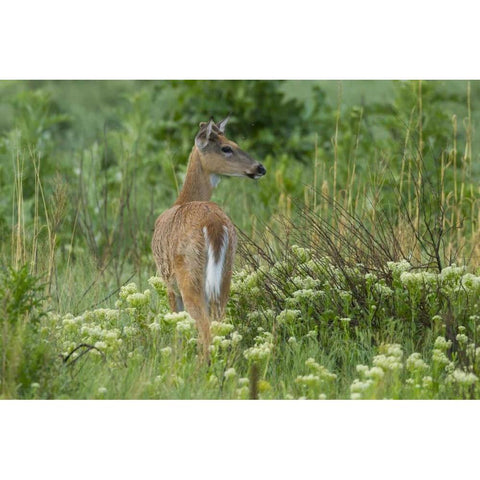 CO, Rocky Mountain Arsenal White-tailed deer Black Modern Wood Framed Art Print by Illg, Cathy and Gordon