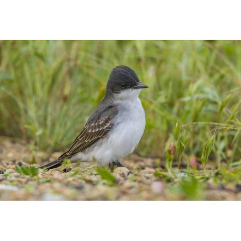 CO, Rocky Mountain Arsenal NWR Eastern kingbird Black Modern Wood Framed Art Print by Illg, Cathy and Gordon