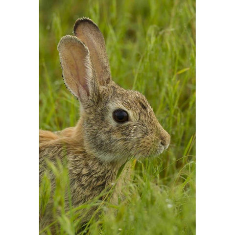 CO, Rocky Mountain Portrait of cottontail rabbit Black Modern Wood Framed Art Print by Illg, Cathy and Gordon
