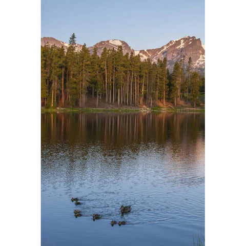 Colorado, Rocky Mountains Ducks on Sprague Lake Black Modern Wood Framed Art Print by Illg, Cathy and Gordon