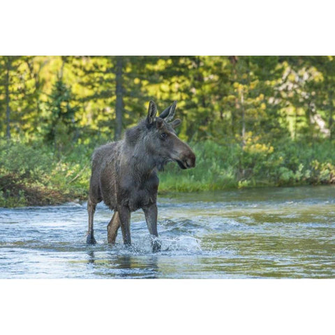 CO, Rocky Mts Male moose crossing Colorado River Black Modern Wood Framed Art Print by Illg, Cathy and Gordon