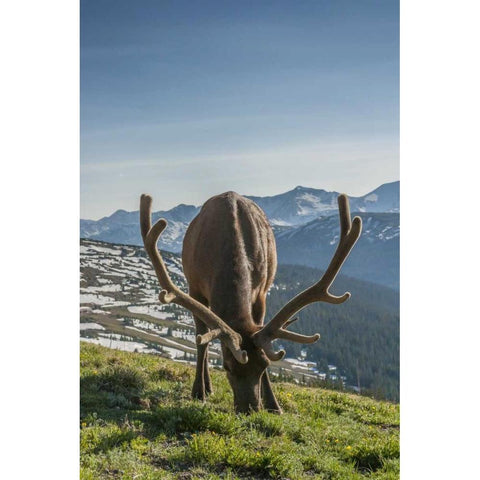 Colorado, Rocky Mountain NP Bull elk grazing Gold Ornate Wood Framed Art Print with Double Matting by Illg, Cathy and Gordon