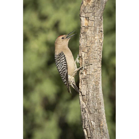 AZ, Amado Gila woodpecker on dead tree trunk Black Modern Wood Framed Art Print by Kaveney, Wendy