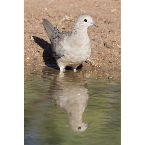 USA, Arizona, Amado Mourning dove and reflection Black Modern Wood Framed Art Print by Kaveney, Wendy