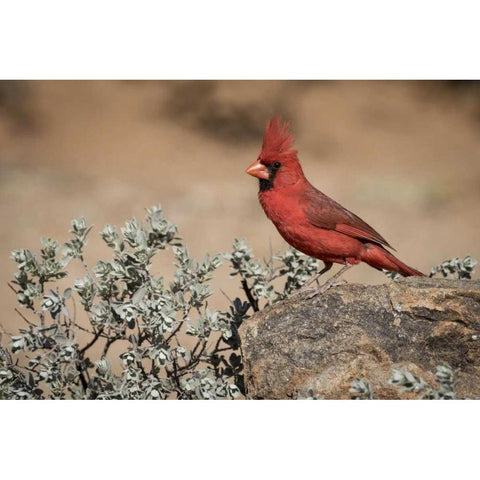 Arizona, Amado Male northern cardinal on rock Black Modern Wood Framed Art Print by Kaveney, Wendy