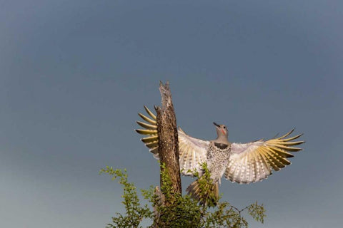 AZ, Buckeye Gilded flicker on cholla skeleton Black Ornate Wood Framed Art Print with Double Matting by Kaveney, Wendy