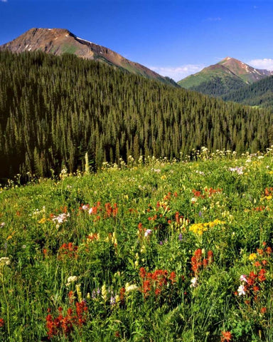 CO, Maroon Bells-Snowmass Wilderness Flowers White Modern Wood Framed Art Print with Double Matting by Terrill, Steve