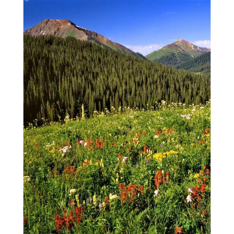 CO, Maroon Bells-Snowmass Wilderness Flowers Black Modern Wood Framed Art Print by Terrill, Steve