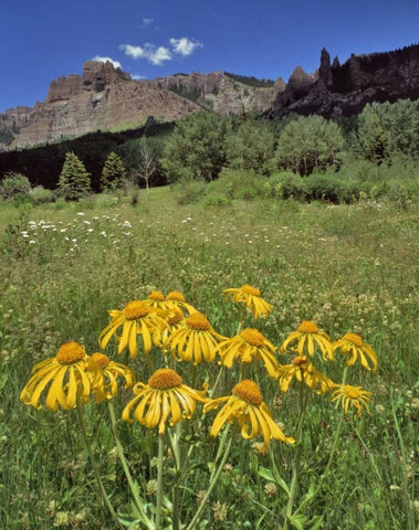 CO, Mill Creek Valley Sneezeweed blooming White Modern Wood Framed Art Print with Double Matting by Terrill, Steve