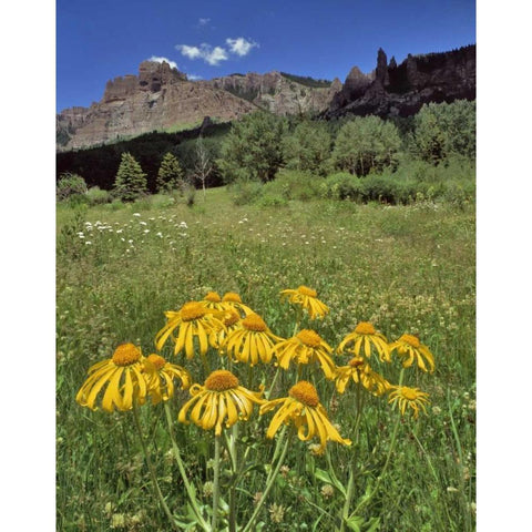 CO, Mill Creek Valley Sneezeweed blooming Black Modern Wood Framed Art Print by Terrill, Steve