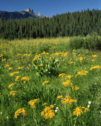 CO, West Elks Wilderness Sneezeweed blooming White Modern Wood Framed Art Print with Double Matting by Terrill, Steve