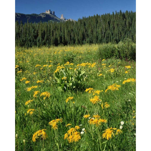 CO, West Elks Wilderness Sneezeweed blooming Black Modern Wood Framed Art Print with Double Matting by Terrill, Steve