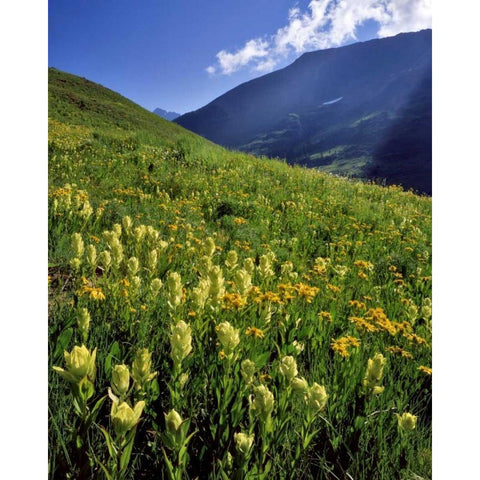 CO, Gunnison NF Sulfur paintbrush and groundsel White Modern Wood Framed Art Print by Terrill, Steve