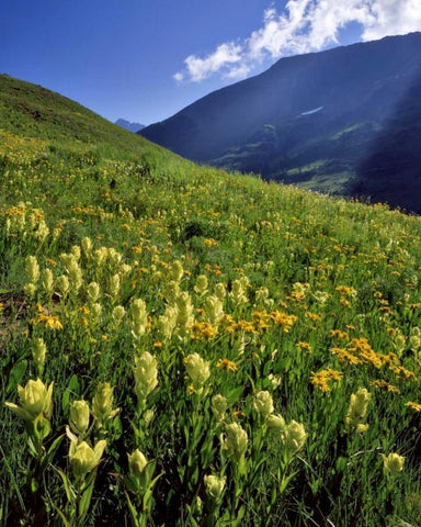 CO, Gunnison NF Sulfur paintbrush and groundsel White Modern Wood Framed Art Print with Double Matting by Terrill, Steve