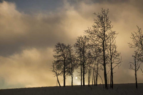 CO, Pike NF Sunrise on clouds and aspen trees Black Ornate Wood Framed Art Print with Double Matting by Grall, Don