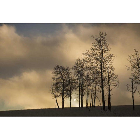 CO, Pike NF Sunrise on clouds and aspen trees White Modern Wood Framed Art Print by Grall, Don