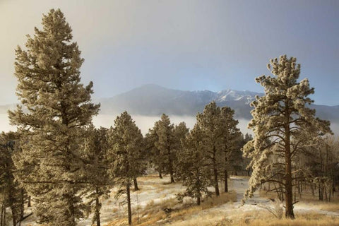Colorado, Pike NF Frost on Ponderosa Pine trees Black Ornate Wood Framed Art Print with Double Matting by Grall, Don