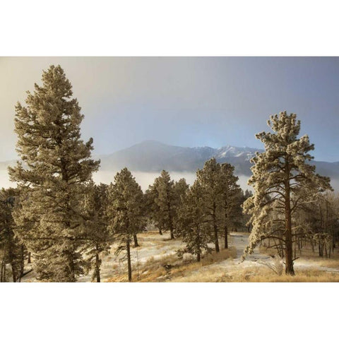 Colorado, Pike NF Frost on Ponderosa Pine trees Gold Ornate Wood Framed Art Print with Double Matting by Grall, Don
