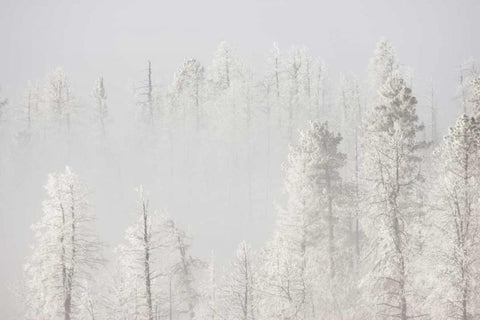 Colorado, Pike NF Trees with hoarfrost in fog Black Ornate Wood Framed Art Print with Double Matting by Grall, Don