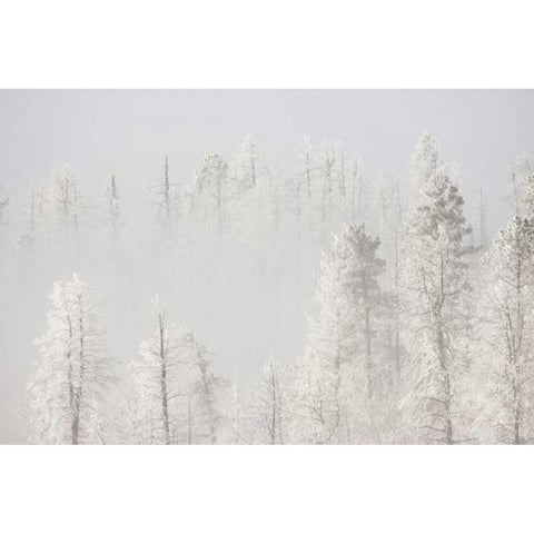 Colorado, Pike NF Trees with hoarfrost in fog Black Modern Wood Framed Art Print by Grall, Don