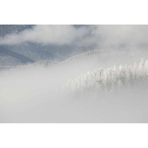 Colorado, Pike NF Trees with hoarfrost in fog Black Modern Wood Framed Art Print with Double Matting by Grall, Don