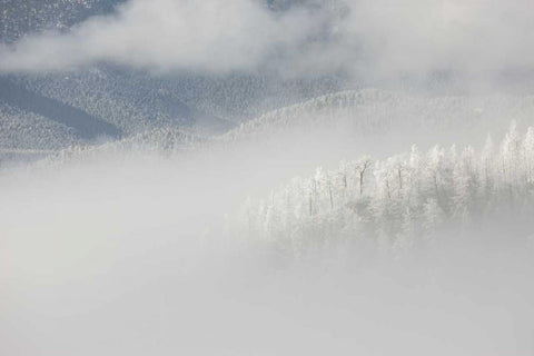Colorado, Pike NF Trees with hoarfrost in fog Black Ornate Wood Framed Art Print with Double Matting by Grall, Don