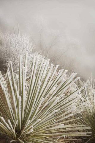 CO, Pike NF Soapweed yucca covered in hoarfrost White Modern Wood Framed Art Print with Double Matting by Grall, Don