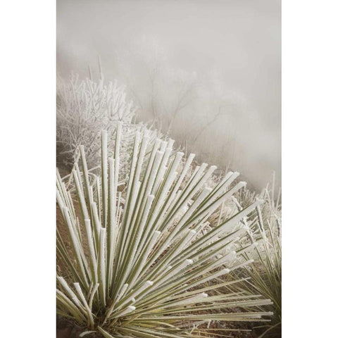 CO, Pike NF Soapweed yucca covered in hoarfrost Black Modern Wood Framed Art Print with Double Matting by Grall, Don