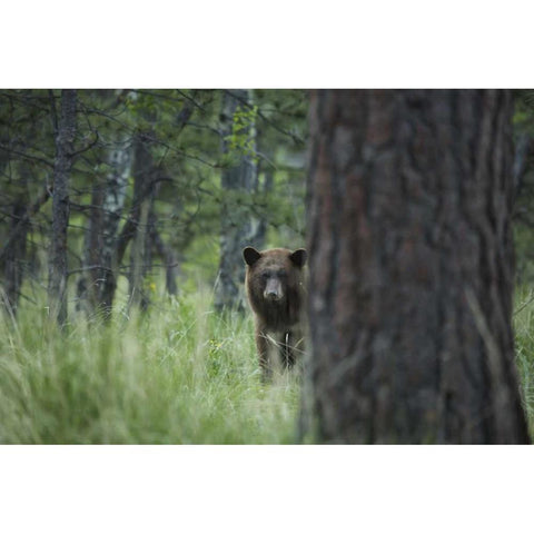 Colorado A cinnamon phase black bear in forest Black Modern Wood Framed Art Print by Grall, Don
