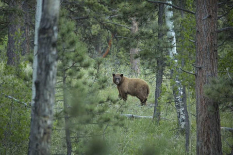 Colorado A cinnamon phase black bear in forest Black Ornate Wood Framed Art Print with Double Matting by Grall, Don