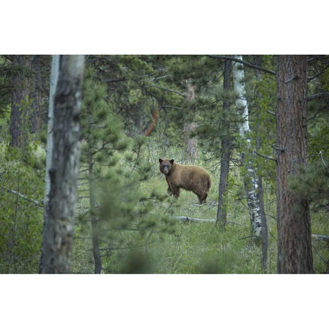 Colorado A cinnamon phase black bear in forest Black Modern Wood Framed Art Print by Grall, Don