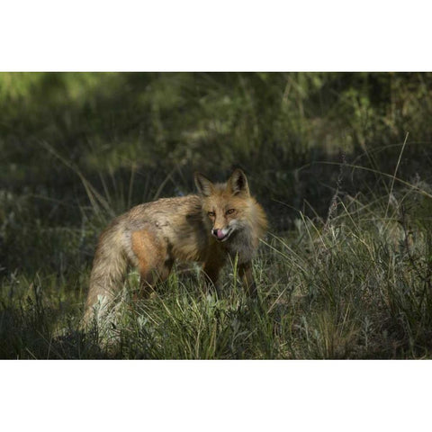 Colorado, Pike National Forest Red fox in meadow Gold Ornate Wood Framed Art Print with Double Matting by Grall, Don