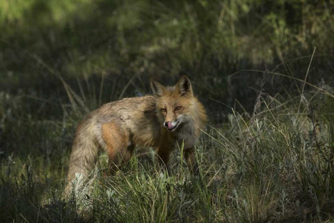 Colorado, Pike National Forest Red fox in meadow Black Ornate Wood Framed Art Print with Double Matting by Grall, Don